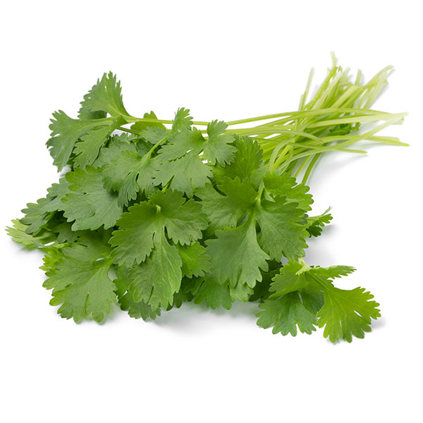 Cilantro paquete