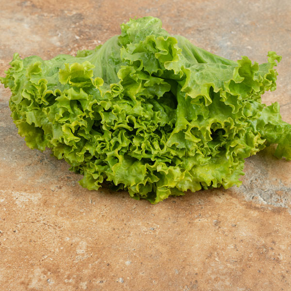 Lechuga achicoria