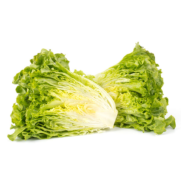 Lechuga costina