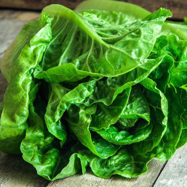 Lechuga Española verde